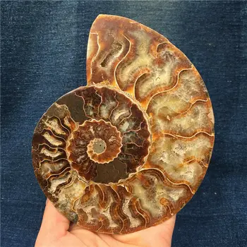 1pc Naturel ammonite conque Cristaux de pierre minérale spécimen de guérison de la Collection de décors de la maison de l'histoire